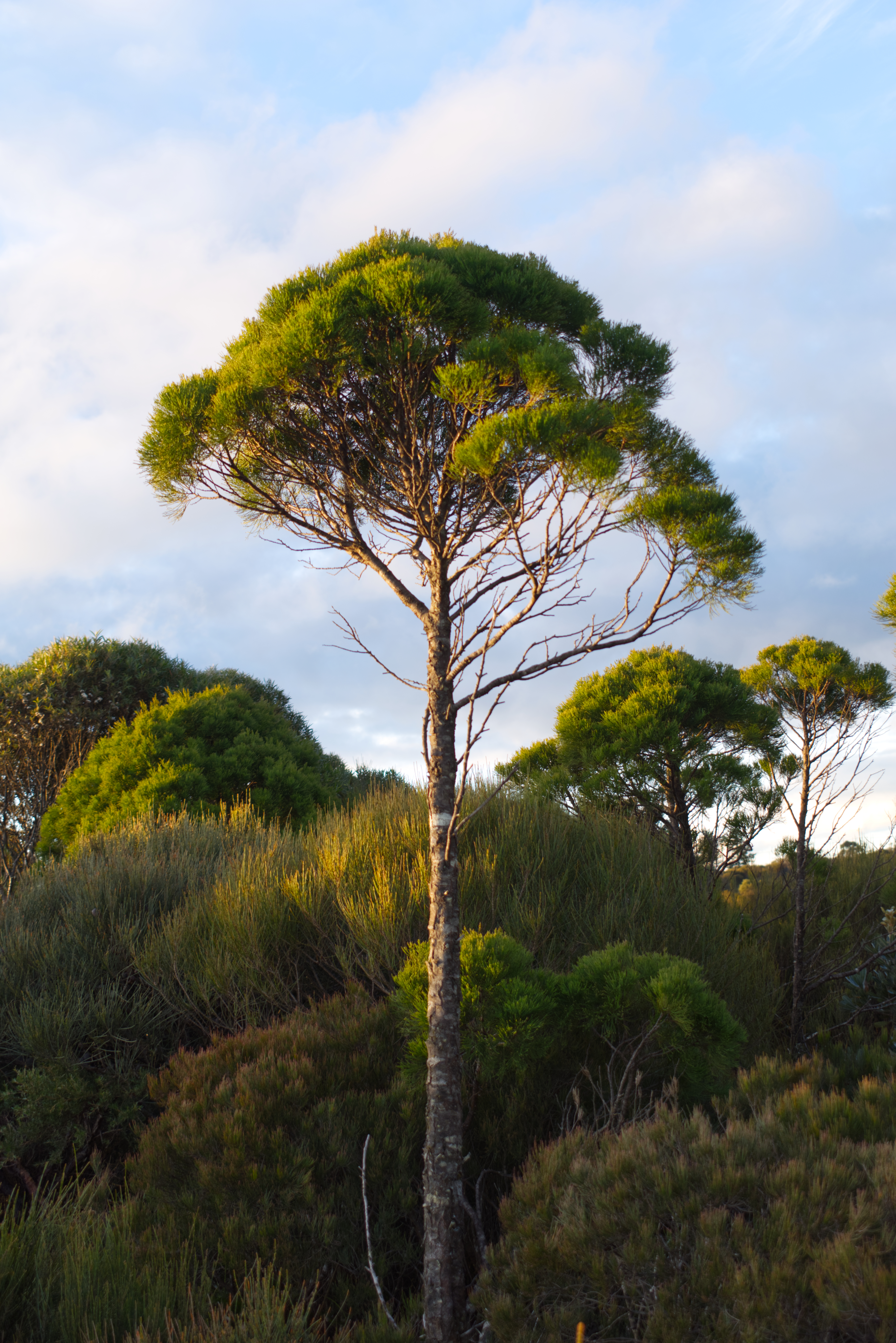 a handsome tree