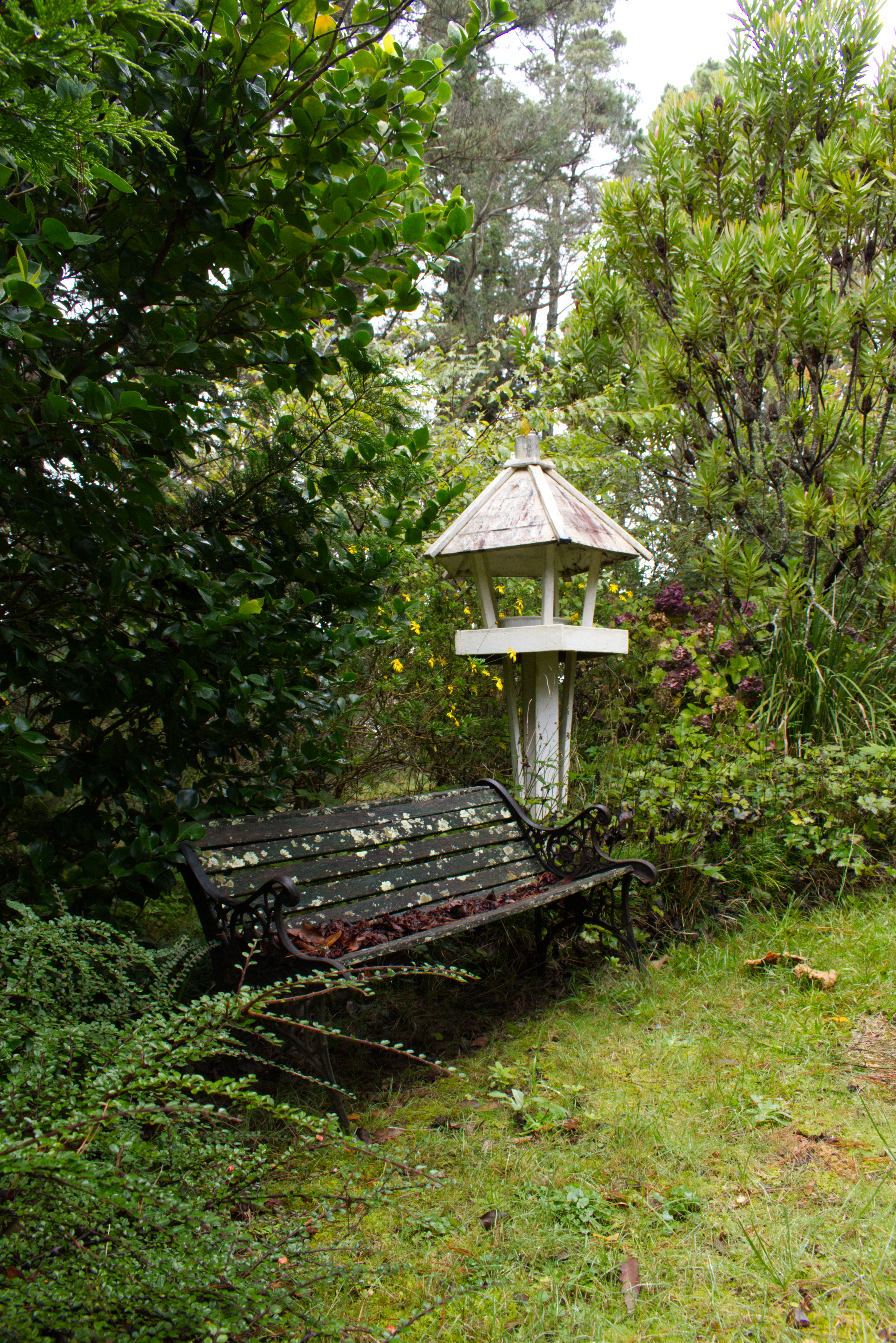 Back yard
